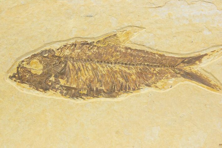 Detailed Fossil Fish (Knightia) - Wyoming #373719